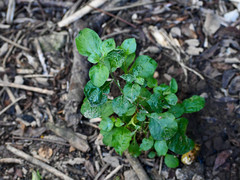 Capsicum rhomboideum