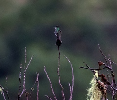 Elliotomyia viridicauda