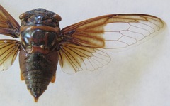 Cryptotympana aquila