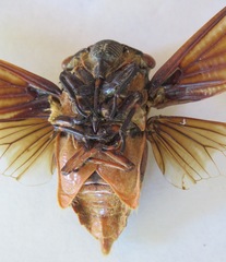 Cryptotympana aquila