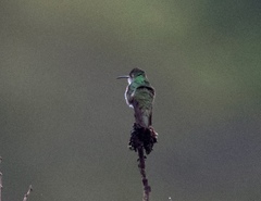 Elliotomyia viridicauda