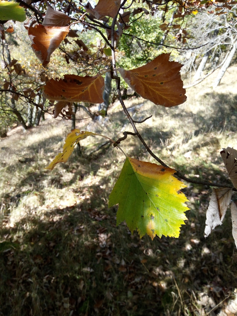 Karpatiosorbus rhodanthera