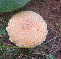 Amanita