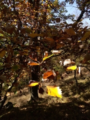 Karpatiosorbus rhodanthera