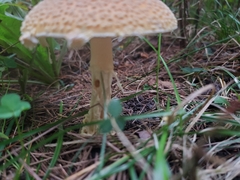 Amanita