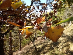 Karpatiosorbus rhodanthera