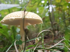 Amanita