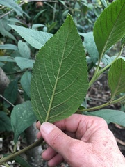 Varronia cylindrostachya