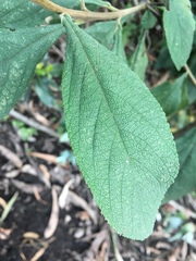 Varronia cylindrostachya