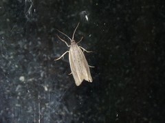 Eucosma ambodaidaleia