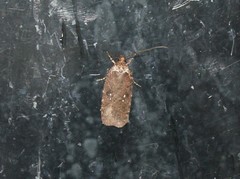 Agonopterix clemensella