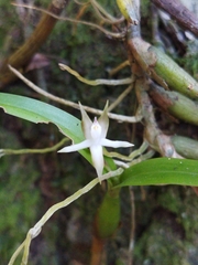 Prosthechea pygmaea