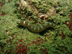 Rathbunella alleni
