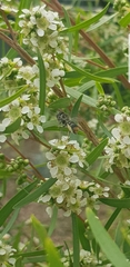 Megachile chrysopyga