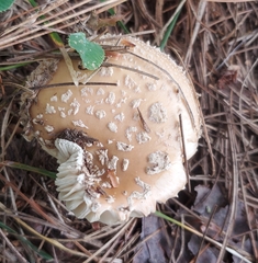 Amanita