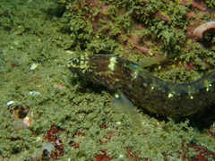 Rathbunella alleni