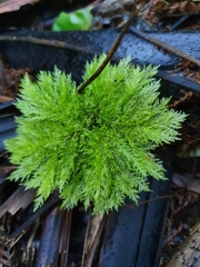 Dendrohypopterygium filiculiforme