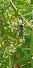 Megachile chrysopyga