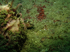 Rathbunella alleni