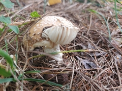 Amanita