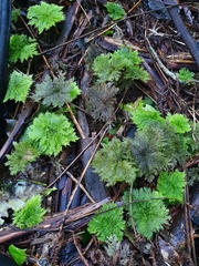 Dendrohypopterygium filiculiforme