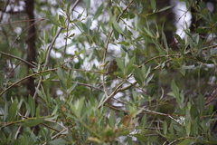 Leiothlypis virginiae