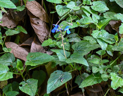 Salvia scutellarioides