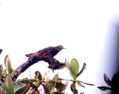 Psarocolius atrovirens