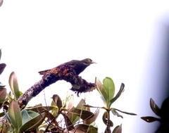 Psarocolius atrovirens