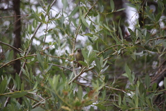 Leiothlypis virginiae