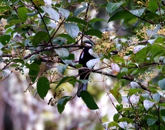 Entomodestes leucotis