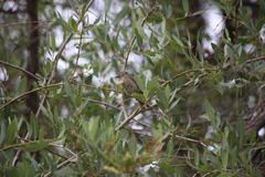 Leiothlypis virginiae