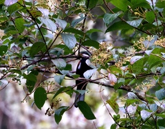 Entomodestes leucotis