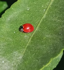 Cycloneda sanguinea