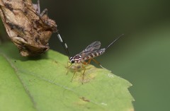Sphelodon phoxopteridis