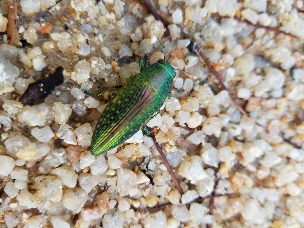 Lampetis monilis