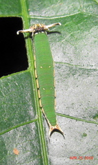 Charaxes wakefieldi