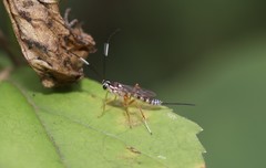 Sphelodon phoxopteridis