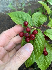 Cotoneaster bullatus