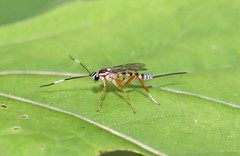 Sphelodon phoxopteridis