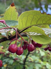 Cotoneaster bullatus
