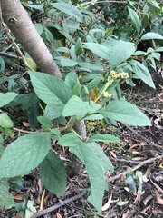 Varronia cylindrostachya