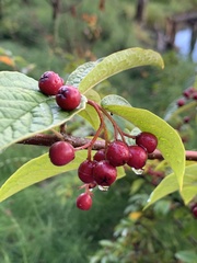 Cotoneaster bullatus