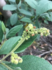 Varronia cylindrostachya