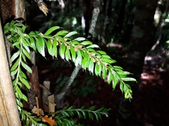 Tmesipteris sigmatifolia