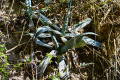 Agave cordillerensis