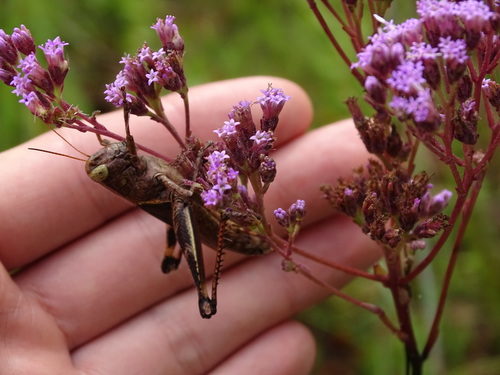 Oak Spur-throat Grasshopper photo 3