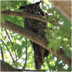 Bubo virginianus