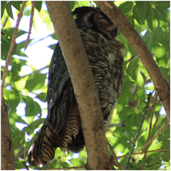 Bubo virginianus