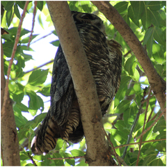 Bubo virginianus